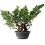 Juniperus chinensis Itoigawa, 29 cm, ± 15 jaar oud