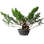 Juniperus chinensis Itoigawa, 29 cm, ± 15 years old