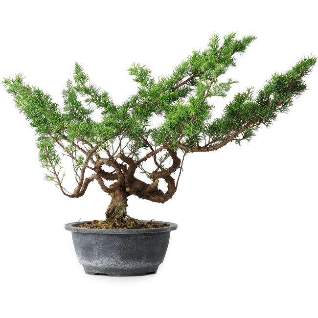 Juniperus chinensis Itoigawa, 32 cm, ± 15 años