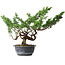 Juniperus chinensis Itoigawa, 32 cm, ± 15 ans