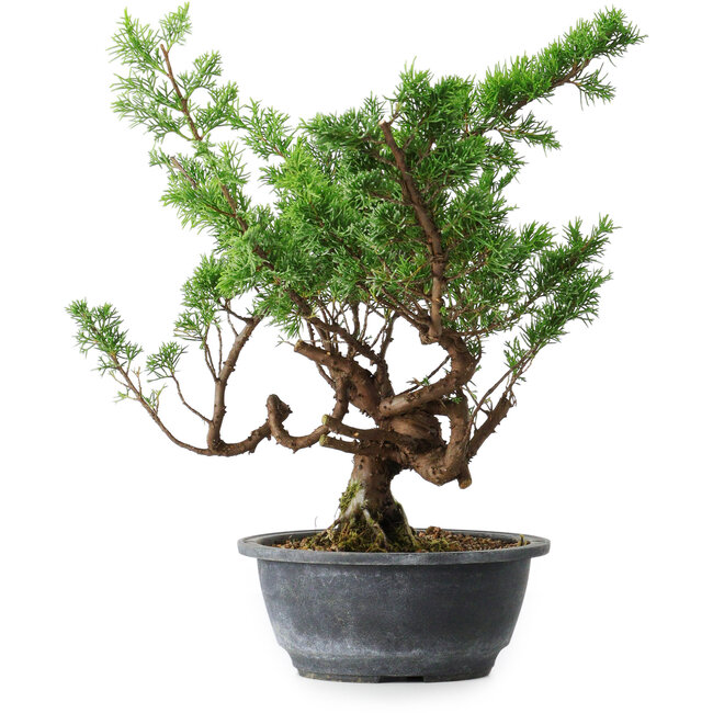 Juniperus chinensis Itoigawa, 32 cm, ± 15 Jahre alt
