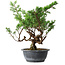Juniperus chinensis Itoigawa, 32 cm, ± 15 años