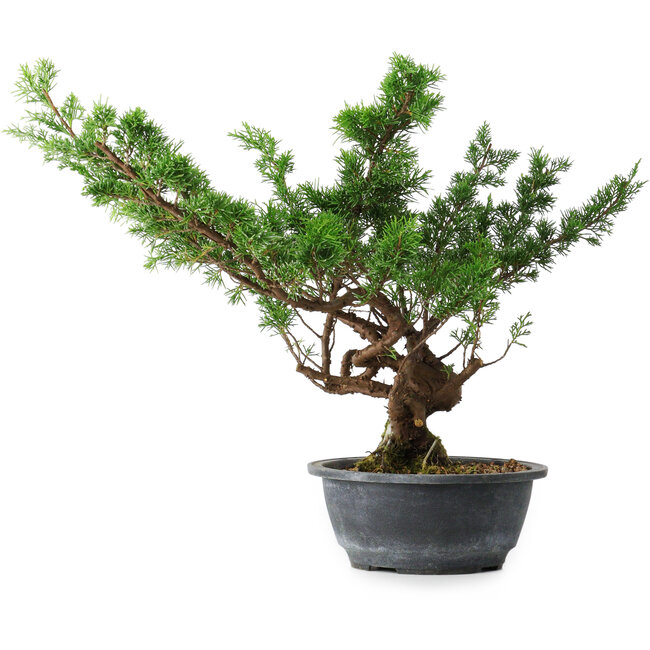 Juniperus chinensis Itoigawa, 32 cm, ± 15 ans