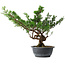 Juniperus chinensis Itoigawa, 32 cm, ± 15 anni
