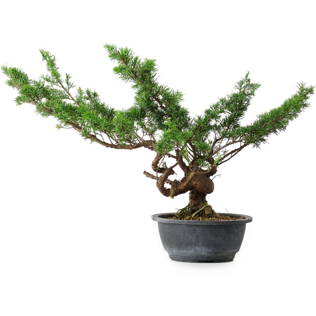Juniperus chinensis Itoigawa, 32 cm, ± 15 años