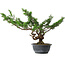 Juniperus chinensis Itoigawa, 32 cm, ± 15 years old