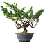 Juniperus chinensis Itoigawa, 32 cm, ± 15 Jahre alt