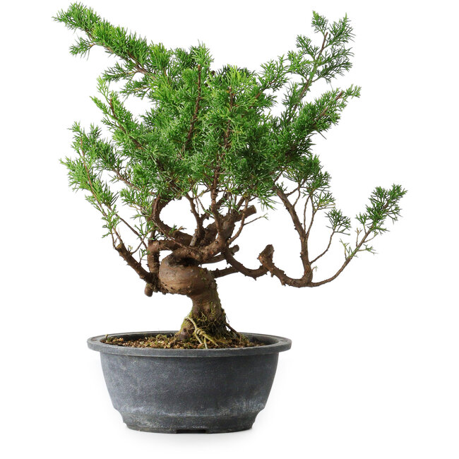 Juniperus chinensis Itoigawa, 32 cm, ± 15 years old