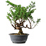 Juniperus chinensis Itoigawa, 32 cm, ± 15 Jahre alt