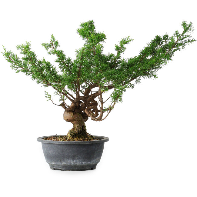Juniperus chinensis Itoigawa, 32 cm, ± 15 years old