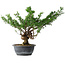 Juniperus chinensis Itoigawa, 32 cm, ± 15 Jahre alt