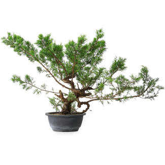 Juniperus chinensis Itoigawa, 40 cm, ± 15 ans