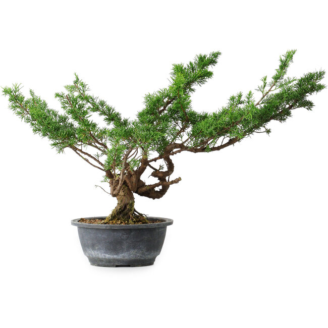 Juniperus chinensis Itoigawa, 32 cm, ± 15 jaar oud