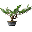 Juniperus chinensis Itoigawa, 32 cm, ± 15 jaar oud