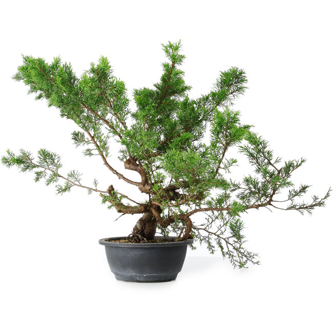 Juniperus chinensis Itoigawa, 40 cm, ± 15 años