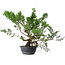 Juniperus chinensis Itoigawa, 40 cm, ± 15 years old