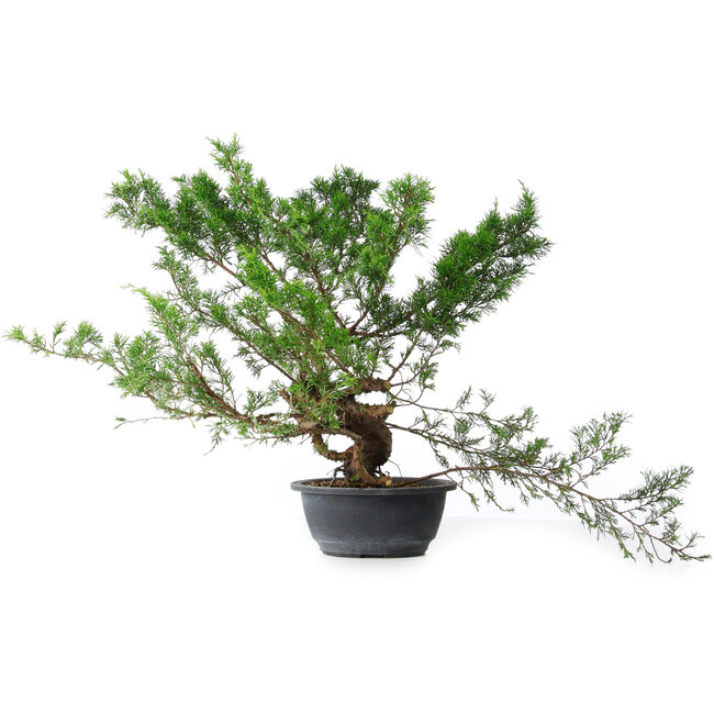 Juniperus chinensis Itoigawa, 40 cm, ± 15 Jahre alt