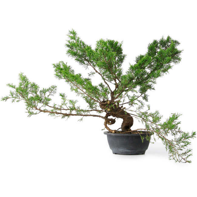 Juniperus chinensis Itoigawa, 40 cm, ± 15 anni