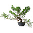 Juniperus chinensis Itoigawa, 40 cm, ± 15 jaar oud