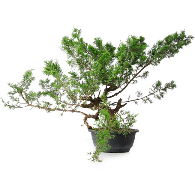 Juniperus chinensis Itoigawa, 40 cm, ± 15 years old