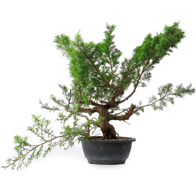 Juniperus chinensis Itoigawa, 40 cm, ± 15 Jahre alt
