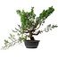 Juniperus chinensis Itoigawa, 40 cm, ± 15 ans