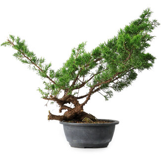Juniperus chinensis Itoigawa, 43,5 cm, ± 15 ans