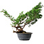Juniperus chinensis Itoigawa, 43,5 cm, ± 15 jaar oud