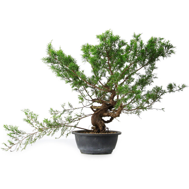 Juniperus chinensis Itoigawa, 40 cm, ± 15 ans