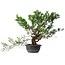 Juniperus chinensis Itoigawa, 40 cm, ± 15 ans