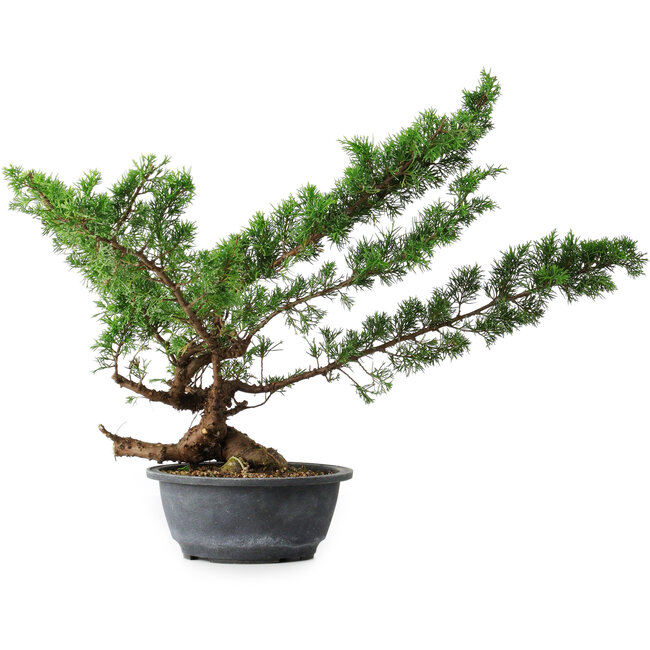 Juniperus chinensis Itoigawa, 43,5 cm, ± 15 años