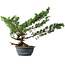 Juniperus chinensis Itoigawa, 43,5 cm, ± 15 years old