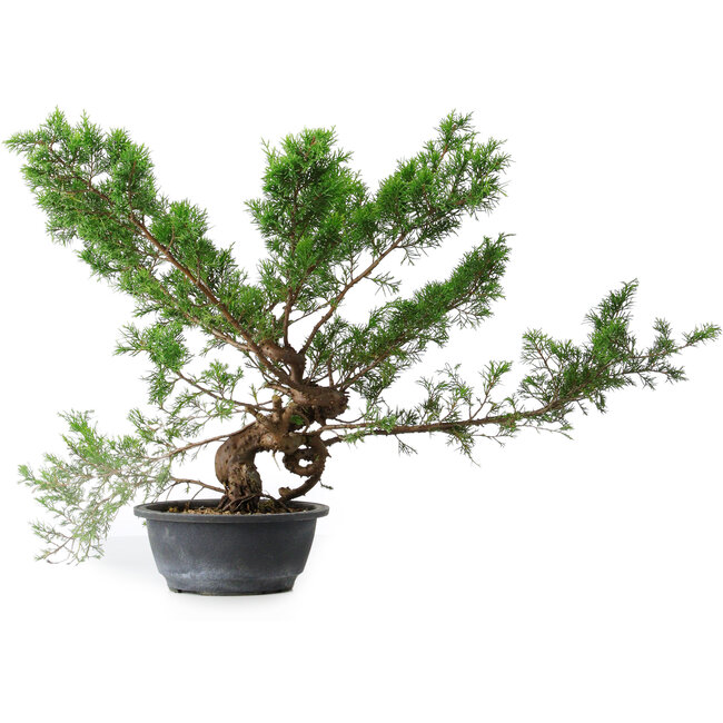 Juniperus chinensis Itoigawa, 40 cm, ± 15 ans