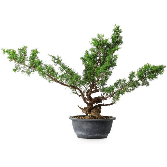 Juniperus chinensis Itoigawa, 43,5 cm, ± 15 jaar oud