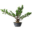 Juniperus chinensis Itoigawa, 43,5 cm, ± 15 years old