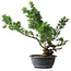 Juniperus chinensis Itoigawa, 43,5 cm, ± 15 jaar oud