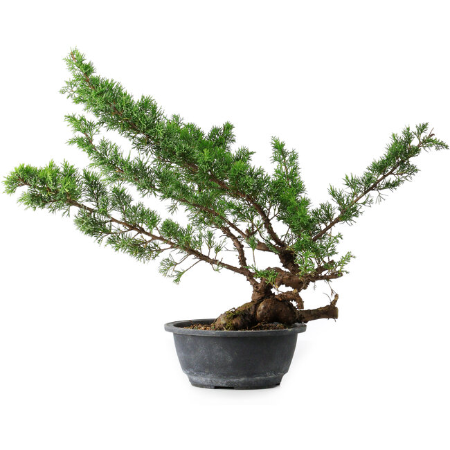 Juniperus chinensis Itoigawa, 43,5 cm, ± 15 years old