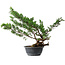 Juniperus chinensis Itoigawa, 43,5 cm, ± 15 Jahre alt