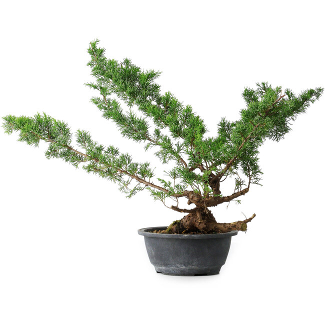 Juniperus chinensis Itoigawa, 43,5 cm, ± 15 Jahre alt