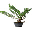 Juniperus chinensis Itoigawa, 43,5 cm, ± 15 ans