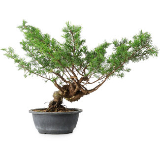 Juniperus chinensis Itoigawa, 32 cm, ± 15 ans