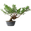 Juniperus chinensis Itoigawa, 32 cm, ± 15 años