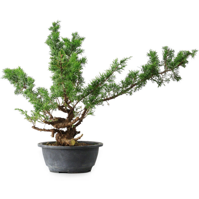 Juniperus chinensis Itoigawa, 43,5 cm, ± 15 years old