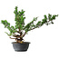 Juniperus chinensis Itoigawa, 43,5 cm, ± 15 ans