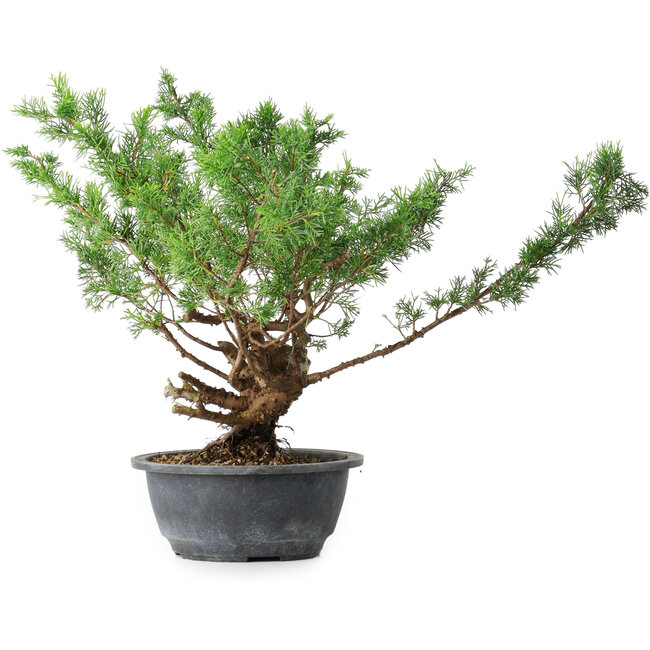 Juniperus chinensis Itoigawa, 32 cm, ± 15 anni