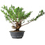 Juniperus chinensis Itoigawa, 32 cm, ± 15 ans