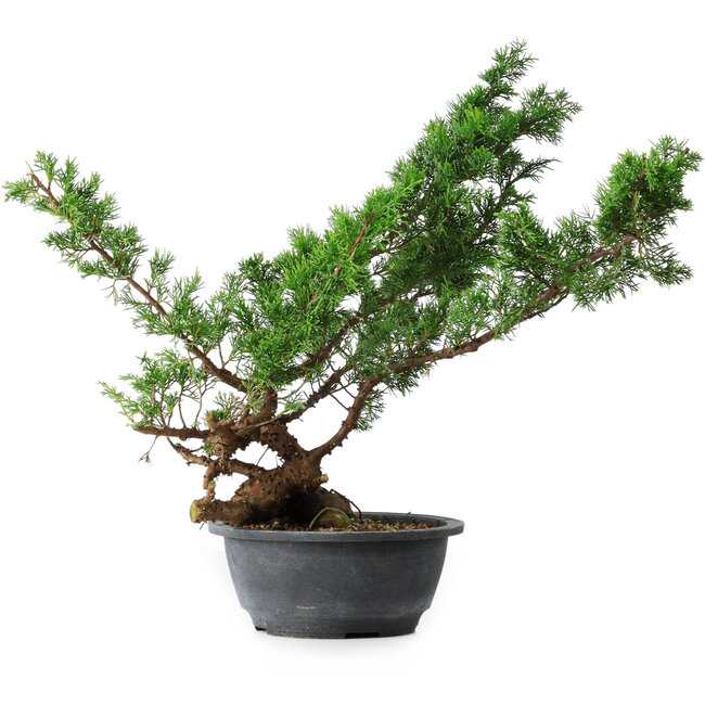 Juniperus chinensis Itoigawa, 43,5 cm, ± 15 años