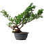 Juniperus chinensis Itoigawa, 43,5 cm, ± 15 años