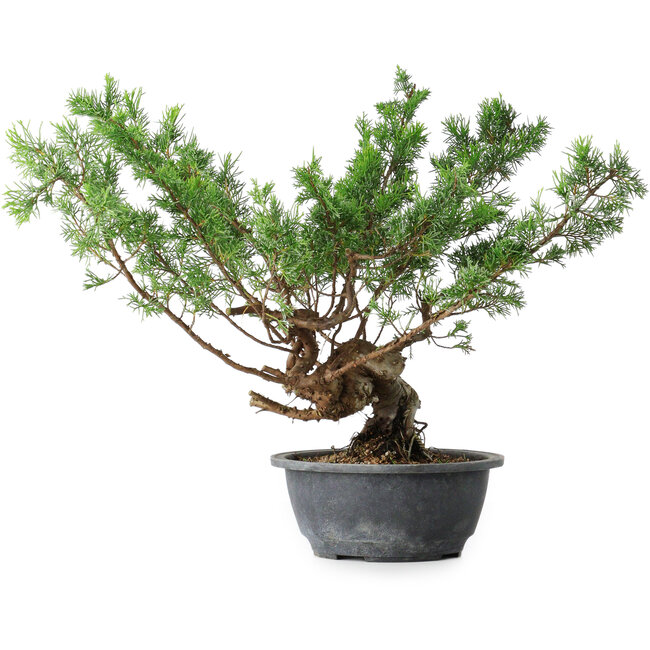 Juniperus chinensis Itoigawa, 32 cm, ± 15 years old