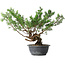 Juniperus chinensis Itoigawa, 32 cm, ± 15 ans